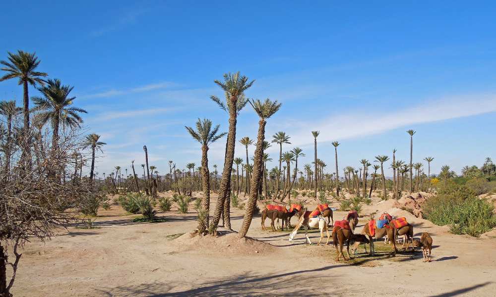 Riding in Camel in Marrakech